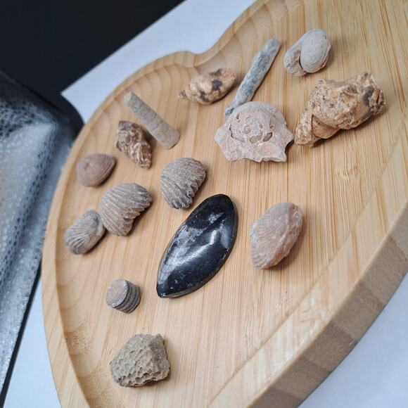 Orthoceras Ancient Aquatic Fossil Bundle, 86G - Picture 3 of 4